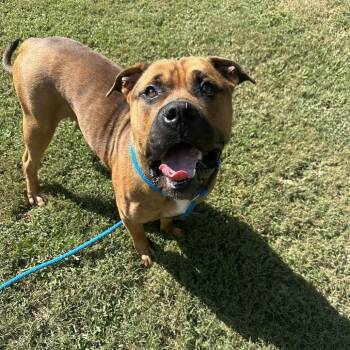 Sandlot -  Mixed Breed Dog for Adoption in Chattanooga, Tennessee - Sandlot | PetCurious
