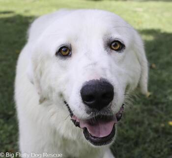 Merritt -  Great Pyrenees and Labrador Retriever Dog for Adoption in Nashville, Tennessee - Merritt | PetCurious