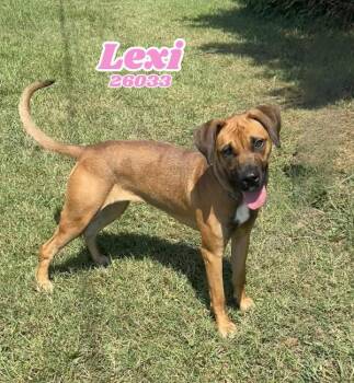 Rescue Boxer Dogs for Adoption in Oak Ridge, Tennessee - Lexi | PetCurious
