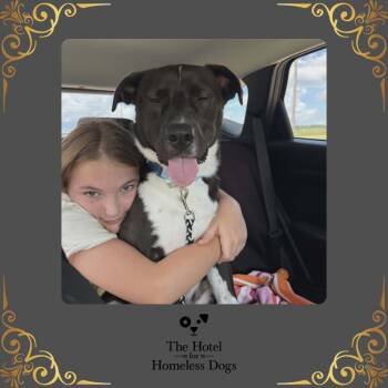 Breeze -  Labrador Retriever and Terrier Dog for Adoption in Cumberland, Rhode Island - Breeze | PetCurious