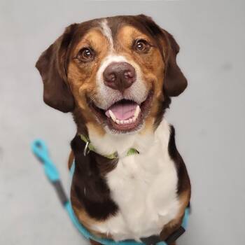 Mixed Breed Dogs Available for Adoption in Sarasota, Florida - Gohan | PetCurious