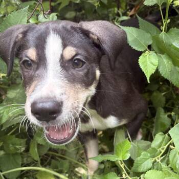 Gigi -  Boxer and Bulldog Dog for Adoption - Gigi | PetCurious