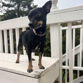 Mia -  Chihuahua Dog for Adoption in Gainesville, Virginia - Mia | PetCurious