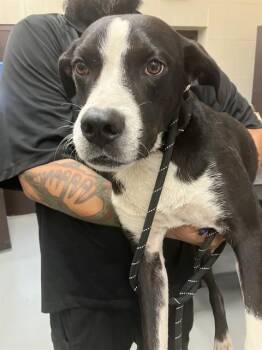 Labrador Retriever and Mixed Breed Dogs Available for Adoption in Corpus Christi, Texas - SNOOPY | PetCurious