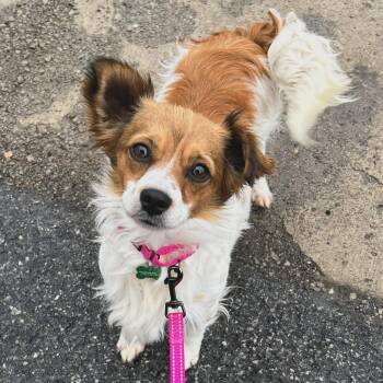 Chihuahua and Papillon Dogs Available for Adoption - Betty | PetCurious