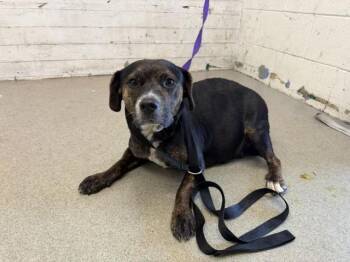YUKI -  Terrier and Mixed Breed Dog for Adoption in San Bernardino, California - YUKI | PetCurious