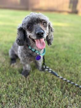 Liza Minelli -  Dachshund and Miniature Poodle Dog for Adoption in Sandy Springs, Georgia - Liza Minelli | PetCurious