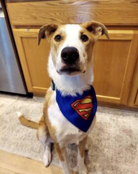 Krypto -  Australian Shepherd Dog for Adoption in Germantown, Ohio - Krypto | PetCurious
