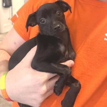 Alba -  Chihuahua and Mixed Breed Dog for Adoption in Los Angeles, California - Alba | PetCurious