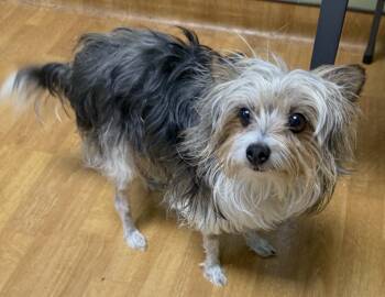 Sunni -  Yorkshire Terrier Dog for Adoption in Mount Airy, North Carolina - Sunni | PetCurious