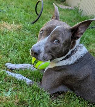 Border Collie and Pit Bull Terrier Dogs Available for Adoption in Olympia, Washington - Taco | PetCurious