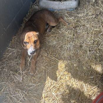 Mixed Breed Dogs Available for Adoption in Clanton, Alabama - Wizard | PetCurious