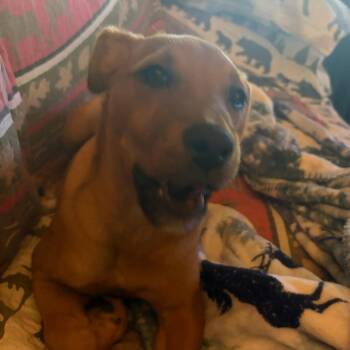 Jax *                  (courtesy post) -  Mixed Breed and Shepherd Dog for Adoption in Waynesville, North Carolina - Jax *                  (courtesy Post) | PetCurious