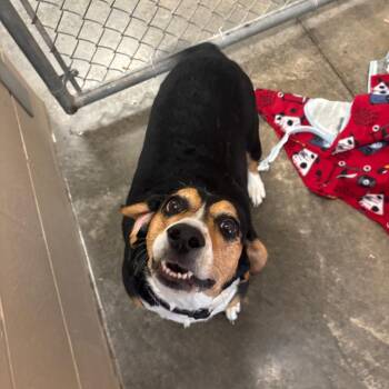 Beagle Dogs Available for Adoption - Isabelle | PetCurious