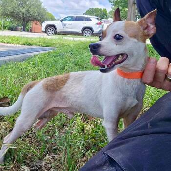 Huey -  Chihuahua and Mixed Breed Dog for Adoption in Wimberley, Texas - Huey | PetCurious