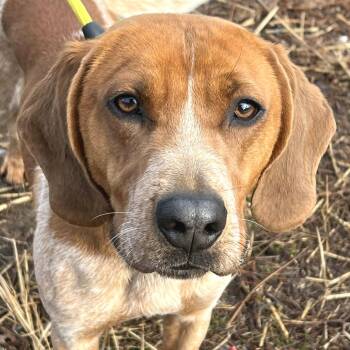 Mixed Breed Dogs Available for Adoption - Yoda | PetCurious