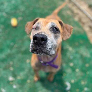 Rescue Hound and Mixed Breed Dogs for Adoption in Madison, Wisconsin - Ophelia Grace | PetCurious