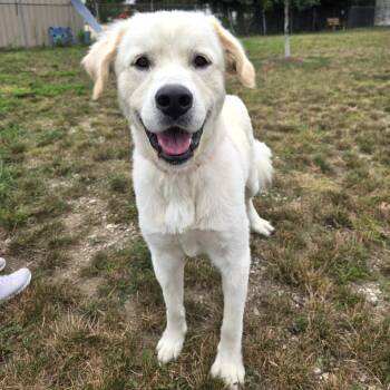 Junior -  Great Pyrenees Dog for Adoption in Champaign, Illinois - Junior | PetCurious