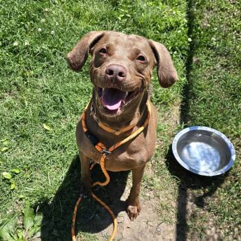Rescue Weimaraner and Mixed Breed Dogs for Adoption in Waldorf, Maryland - Pearl | PetCurious