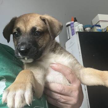Heinrich -  German Shepherd Dog and Mixed Breed Dog for Adoption in Summerlee, West Virginia - Heinrich | PetCurious