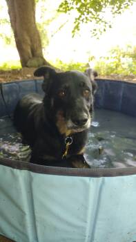 Rescue German Shepherd Dog and Shepherd Dogs for Adoption in Tipp City, Ohio - Miley | PetCurious