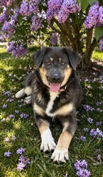 Australian Shepherd Dogs Available for Adoption in Wanaque, New Jersey - Chia | PetCurious