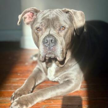 Pit Bull Terrier Dogs Available for Adoption - Xena | PetCurious