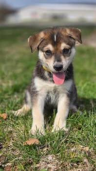 Husky Dogs Available for Adoption - Boris | PetCurious