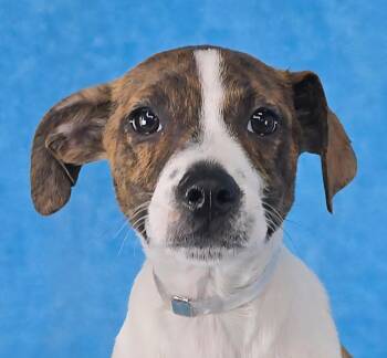 Hound Dogs Available for Adoption in Newport, Tennessee - Treve | PetCurious