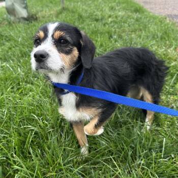 Squishy -  Mixed Breed Dog for Adoption in Philadelphia, Pennsylvania - Squishy | PetCurious