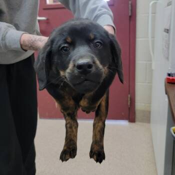 Mixed Breed Dogs Available for Adoption - Neville | PetCurious