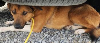 Shepherd Dogs Available for Adoption in Cleveland, Tennessee - Valkyrie | PetCurious