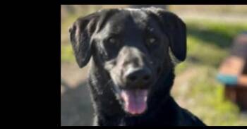 Rin -  Labrador Retriever Dog for Adoption in Dallas, Texas - Rin | PetCurious
