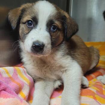 Romance A2276355 -  Saint Bernard Dog Available for Adoption in Los Angeles, California - Romance A2276355 | PetCurious