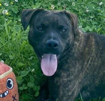 sara -  Pit Bull Terrier Dog for Adoption in Glasgow, Kentucky - Sara | PetCurious