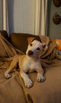 Knox -  Labrador Retriever and Terrier Dog for Adoption in Medfield, Massachusetts - Knox | PetCurious
