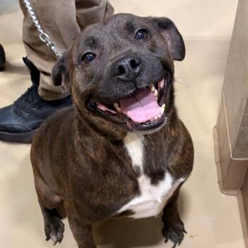 Apollo -  Mixed Breed Dog for Adoption in Winston-salem, North Carolina - Apollo | PetCurious
