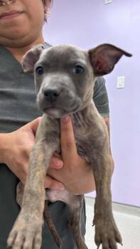 Spork (Camping Litter) -  American Staffordshire Terrier and Hound Dog for Adoption in Holly Springs, North Carolina - Spork (Camping Litter) | PetCurious