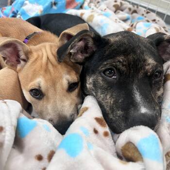 Boxer Dogs Available for Adoption in Billerica, Massachusetts - Kacey | PetCurious