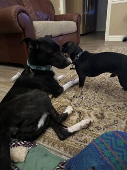 Border Collie Dogs Available for Adoption - Bella | PetCurious