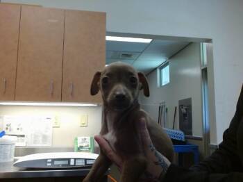 DAX -  Chihuahua Dog for Adoption in Sacramento, California - DAX | PetCurious