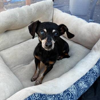 Sexy Lady -  Dachshund Dog for Adoption in Oklahoma City, Oklahoma - Sexy Lady | PetCurious