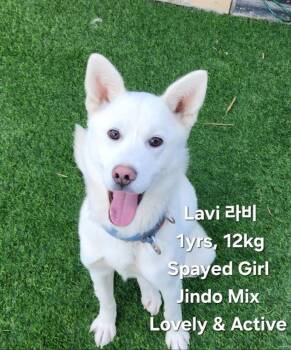 Jindo Dogs Available for Adoption in New York, New York - Lavi | PetCurious