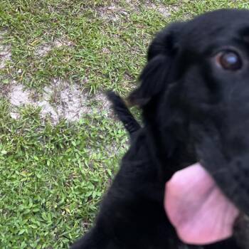 Boba -  Mixed Breed Dog for Adoption - Boba | PetCurious
