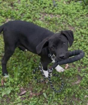 Labrador Retriever and American Staffordshire Terrier Dogs Available for Adoption - Twinkle The Sweet Lab Mix Puppy | PetCurious