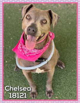 Labrador Retriever and Weimaraner Dogs Available for Adoption - CHELSEA | PetCurious