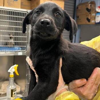 Farfalle -  Mixed Breed Dog for Adoption in Martinsville, Virginia - Farfalle | PetCurious