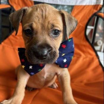 Fluctus -  Mixed Breed Dog Available for Adoption in Austin, Texas - Fluctus | PetCurious