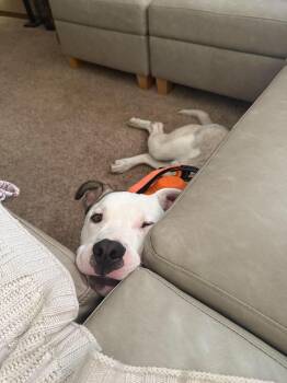 Benny -  Pit Bull Terrier and Husky Dog for Adoption in Dysart, Iowa - Benny | PetCurious