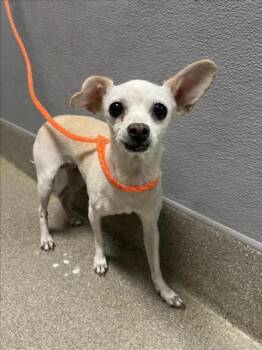 CREPE -  Chihuahua Dog for Adoption in Las Vegas, Nevada - CREPE | PetCurious